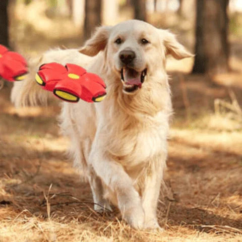 Brinquedo voador para cães com função 2 em 1